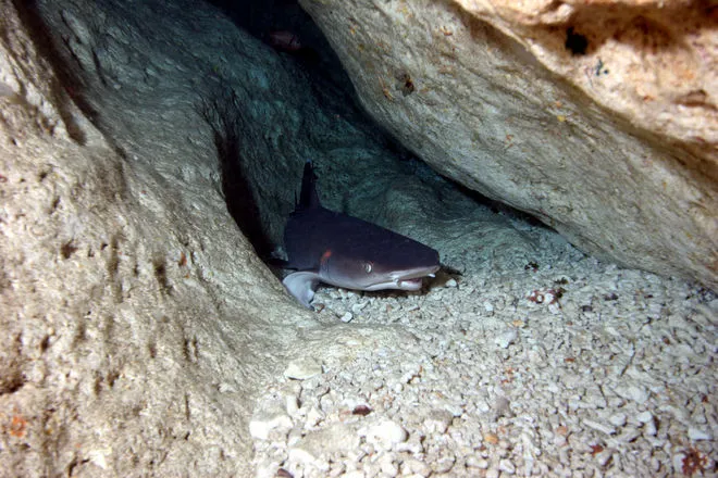 Cave Of The Sleeping Sharks