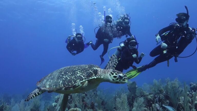 Best Scuba Diving In Cancun: Top 10 Places