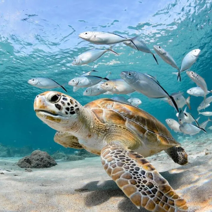 turtle-fish-underwater-720x720.jpg