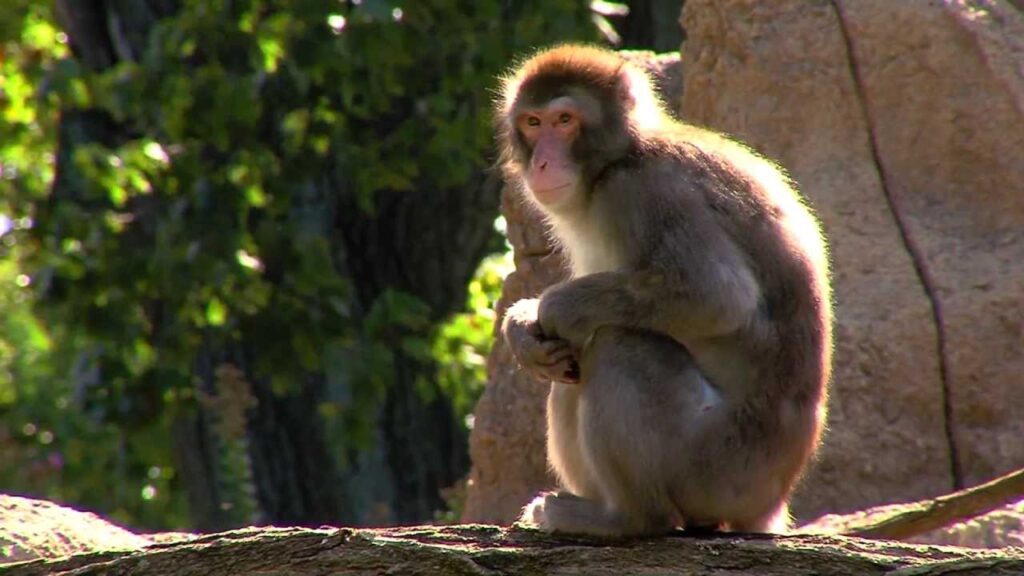 Monkey at Vallarta Zoo