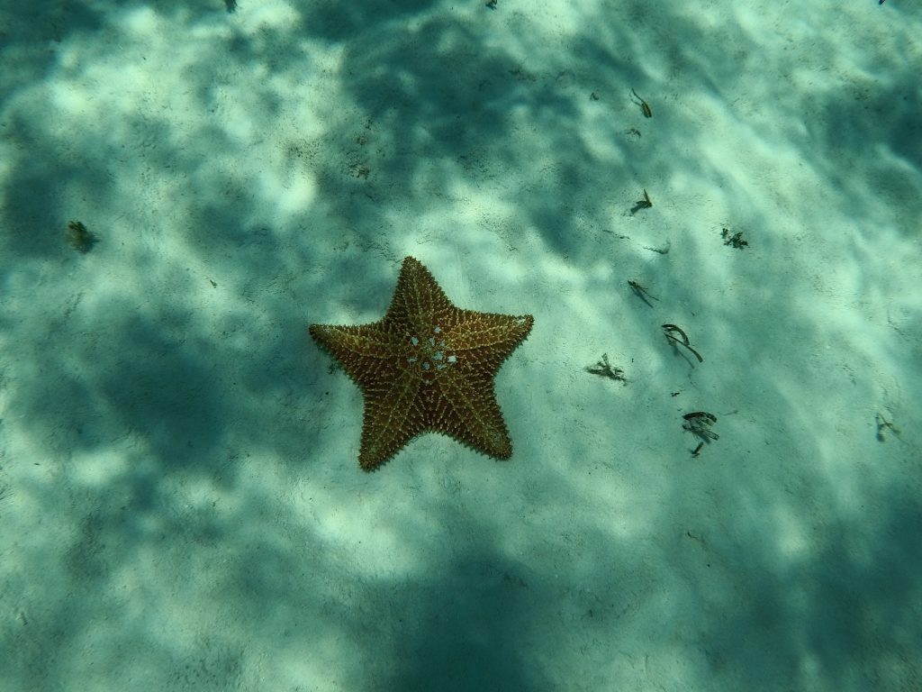 El Cielo Starfish