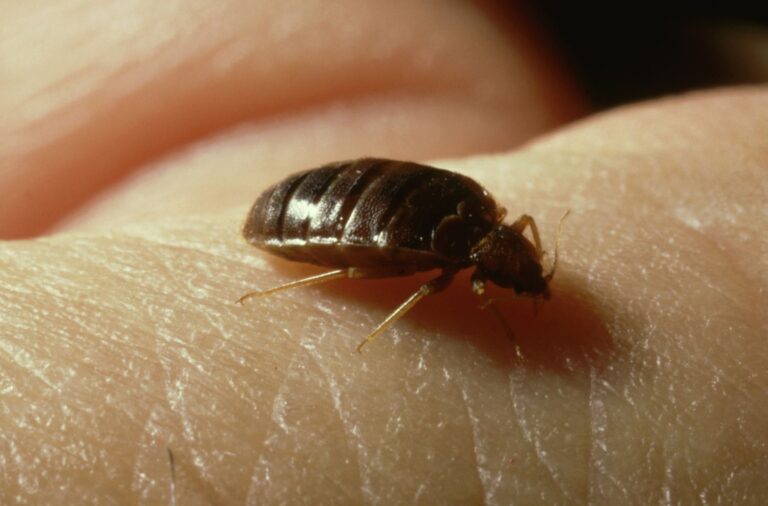 Bed Bugs In Mexico: Don’t let the BedBugs Bite